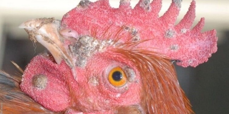 Bệnh đậu gà là loại virus truyền nhiễm cực kỳ nguy hiểm