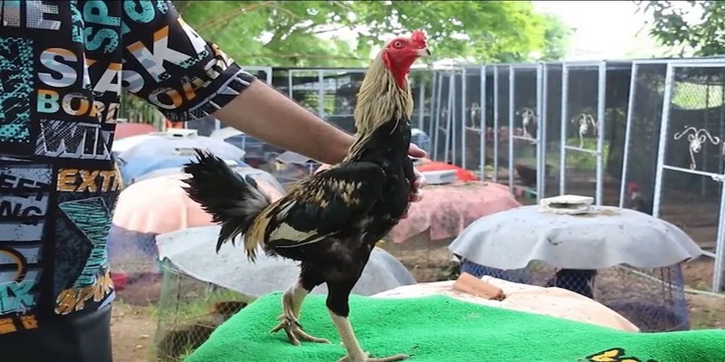 Con đường lây truyền là nguyên nhân gây ra bệnh marek