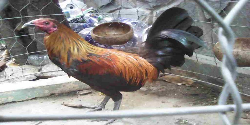Để chọn giống gà peru chuẩn anh em cần xem thể hình, thái độ và bộ lông