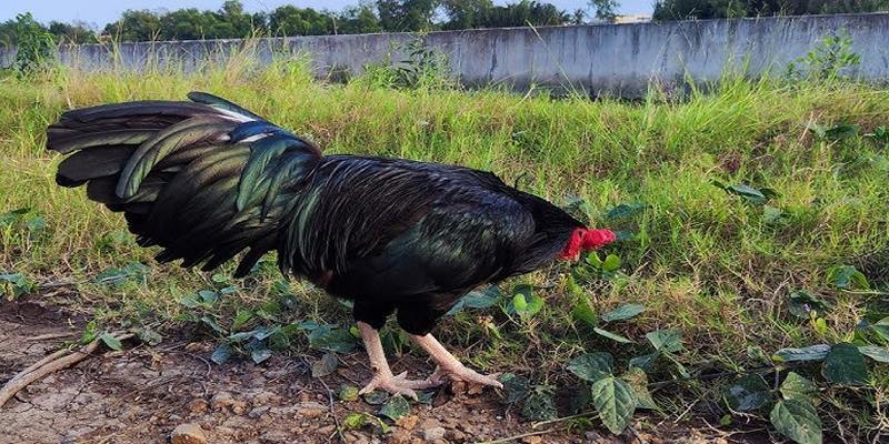 Gà ô khô chân trắng luôn độc đáo với bộ lông khô và đen kịt