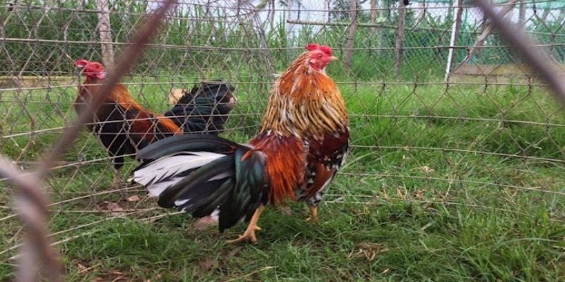 Giống gà peru có đặc điểm nhận dạng là thể hình và ngoại hình rắn chắc