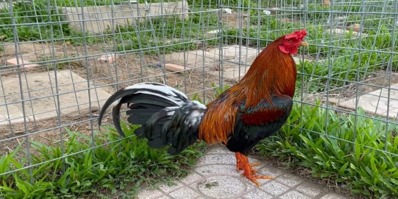 Người chơi cần phải lựa chọn giống gà để mang lại được hiệu quả cao