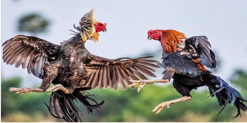 Tìm hiểu định nghĩa cơ bản về kiến thức nuôi gà