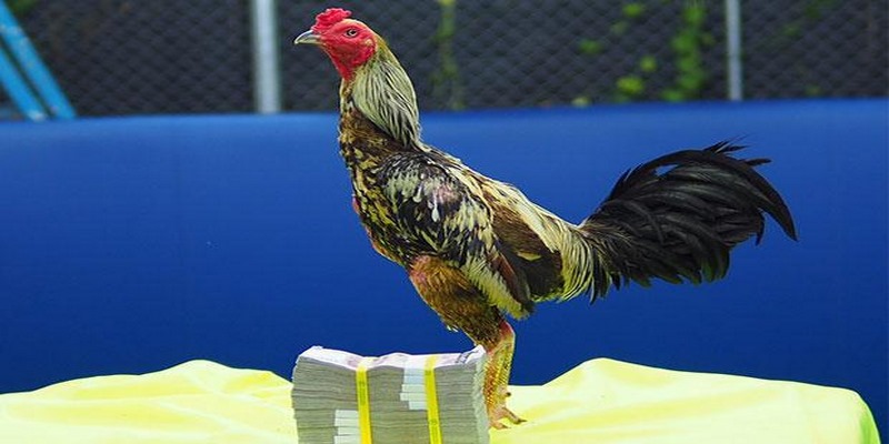 Tìm hiểu thông tin về bệnh marek ở gà