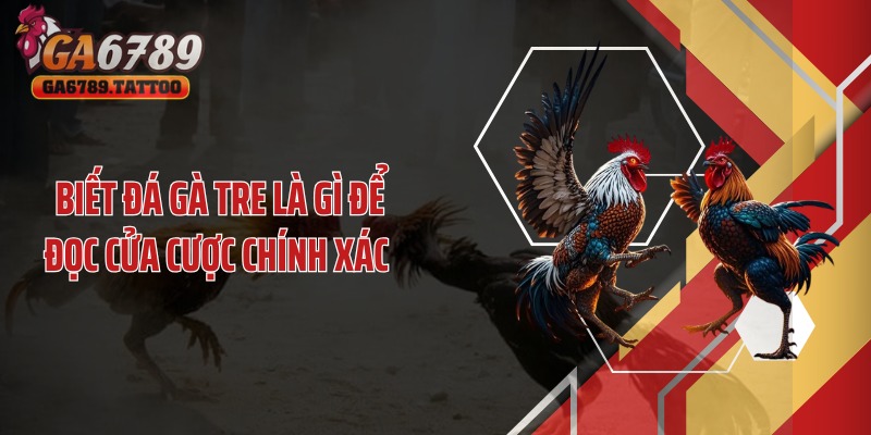 Biết đá gà tre là gì để đọc cửa cược chính xác 