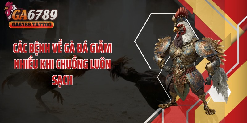Các bệnh về gà đá giảm nhiều khi chuồng luôn sạch