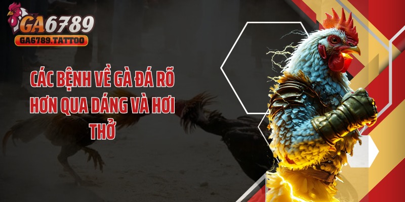 Các bệnh về gà đá rõ hơn qua dáng và hơi thở