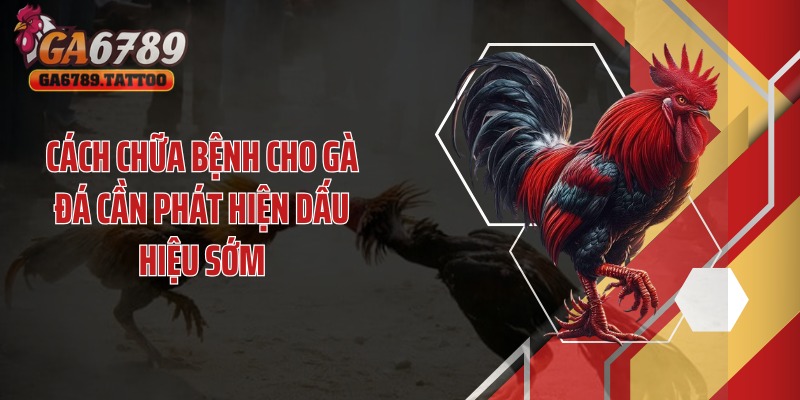 Cách chữa bệnh cho gà đá cần phát hiện dấu hiệu sớm