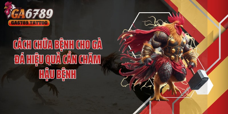 Cách chữa bệnh cho gà đá hiệu quả cần chăm hậu bệnh