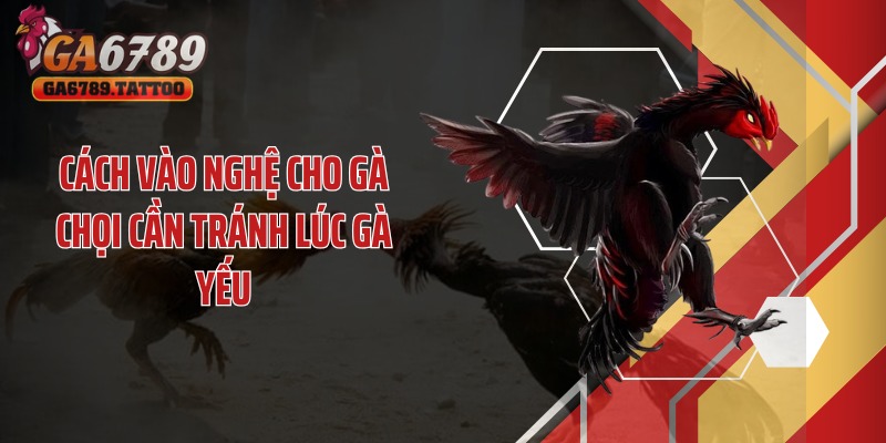 Cách vào nghệ cho gà chọi cần tránh lúc gà yếu