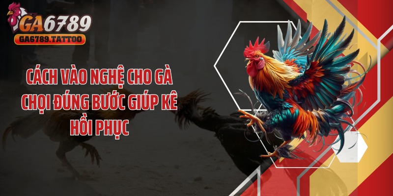 Cách vào nghệ cho gà chọi đúng bước giúp kê hồi phục