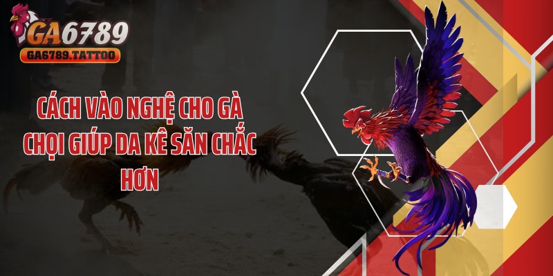 Cách vào nghệ cho gà chọi giúp da kê săn chắc hơn