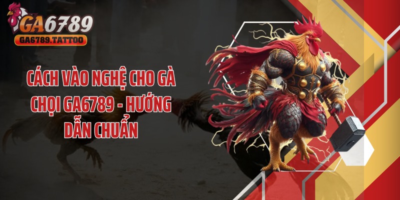 Cách vào nghệ cho gà chọi GA6789 - Hướng dẫn chuẩn