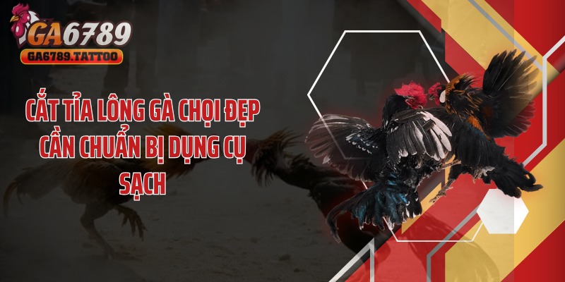 Cắt tỉa lông gà chọi đẹp cần chuẩn bị dụng cụ sạch