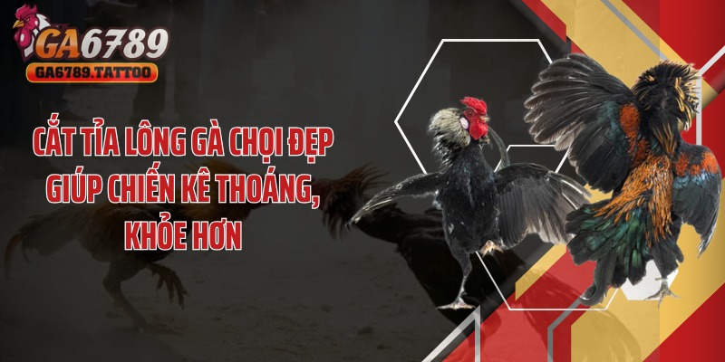 Cắt tỉa lông gà chọi đẹp giúp chiến kê thoáng, khỏe hơn