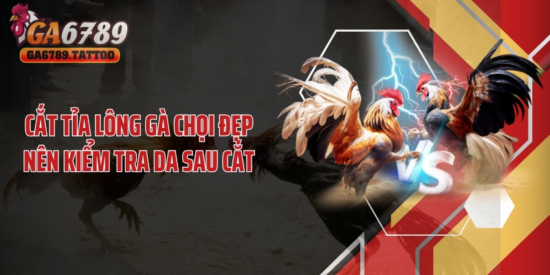 Cắt tỉa lông gà chọi đẹp nên kiểm tra da sau cắt