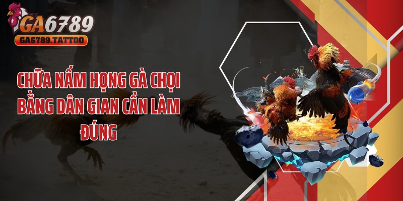Chữa nấm họng gà chọi bằng dân gian cần làm đúng