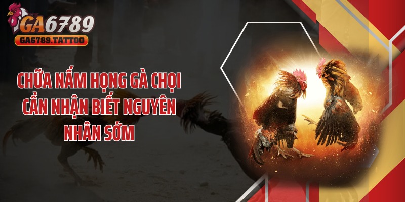 Chữa nấm họng gà chọi cần nhận biết nguyên nhân sớm