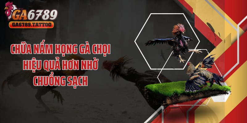 Chữa nấm họng gà chọi hiệu quả hơn nhờ chuồng sạch