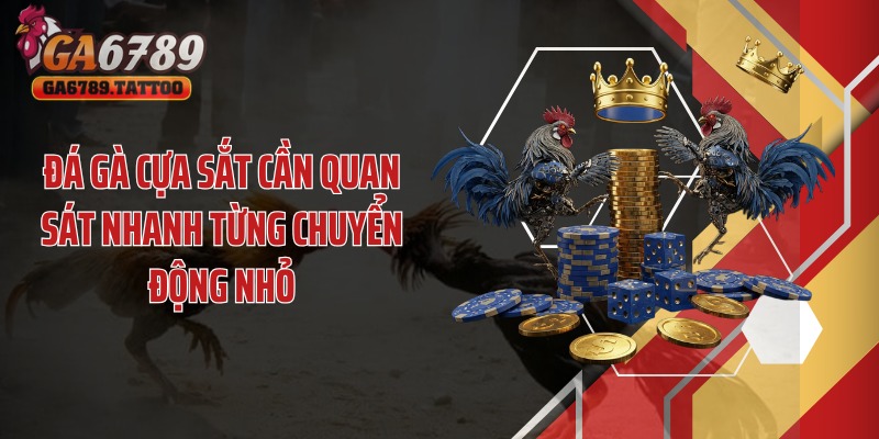 Đá gà cựa sắt cần quan sát nhanh từng chuyển động nhỏ