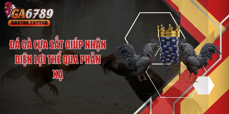 Đá gà cựa sắt giúp nhận diện lợi thế qua phản xạ