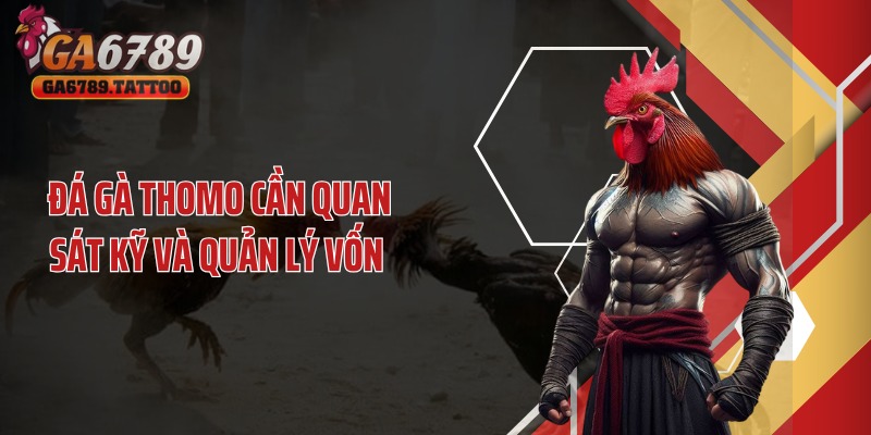 Đá gà thomo cần quan sát kỹ và quản lý vốn 