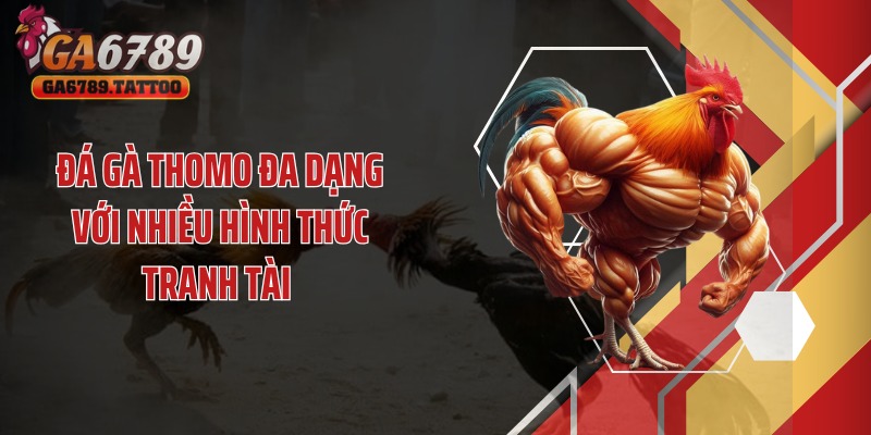 Đá gà thomo đa dạng với nhiều hình thức tranh tài 