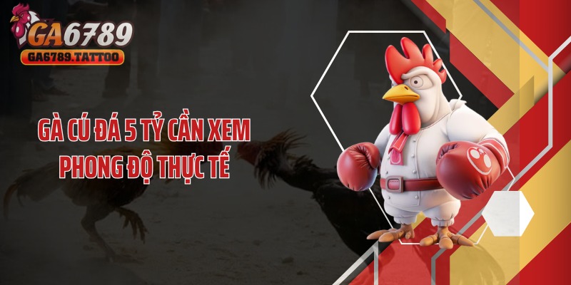 Gà cú đá 5 tỷ cần xem phong độ thực tế
