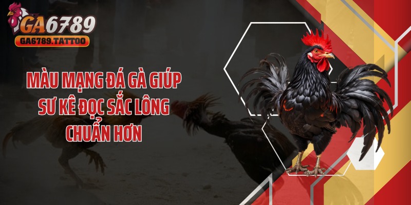 Màu mạng đá gà giúp sư kê đọc sắc lông chuẩn hơn