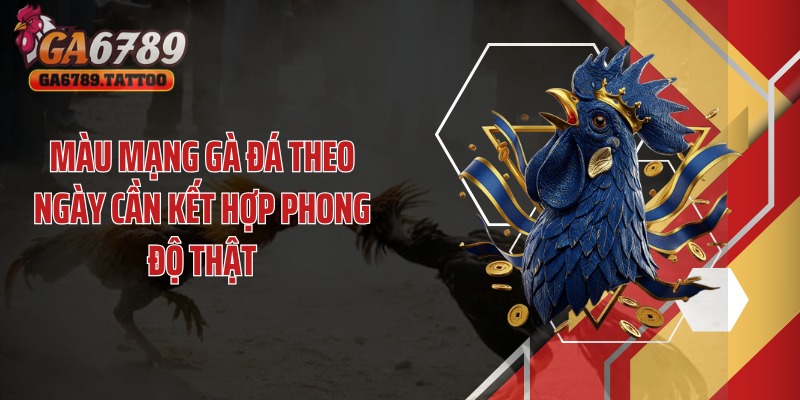 Màu mạng gà đá theo ngày cần kết hợp phong độ thật