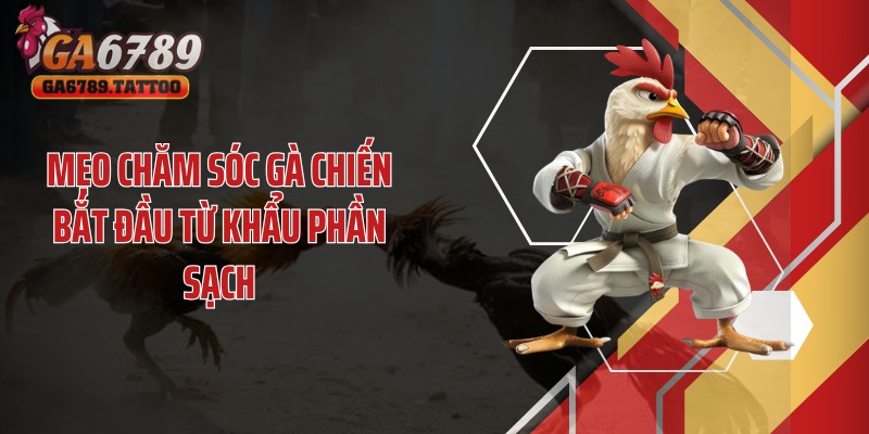 Mẹo chăm sóc gà chiến bắt đầu từ khẩu phần sạch