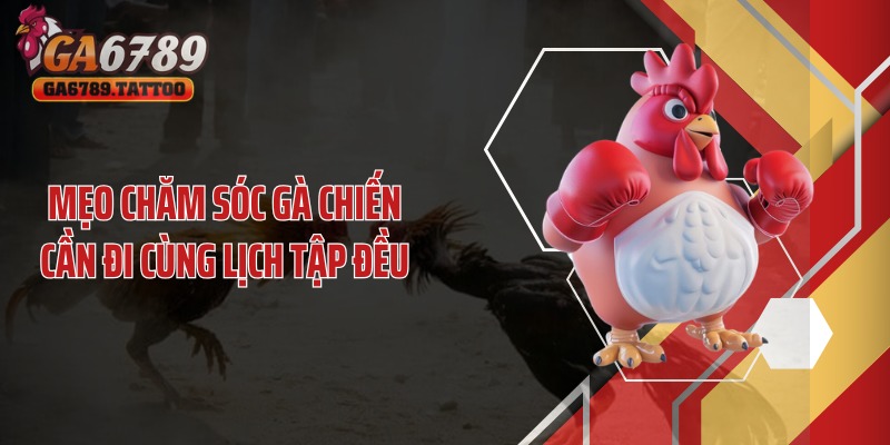 Mẹo chăm sóc gà chiến cần đi cùng lịch tập đều