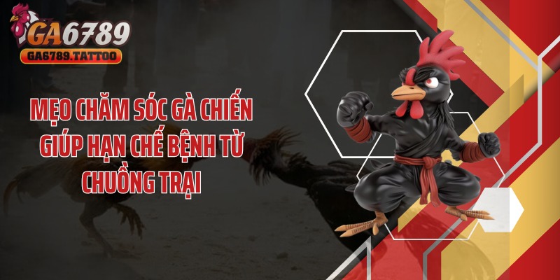 Mẹo chăm sóc gà chiến giúp hạn chế bệnh từ chuồng trại