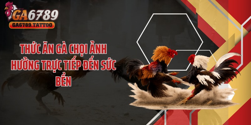 Thức ăn gà chọi ảnh hưởng trực tiếp đến sức bền