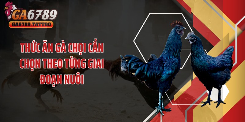 Thức ăn gà chọi cần chọn theo từng giai đoạn nuôi